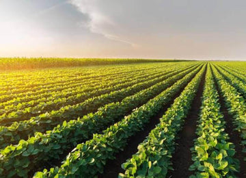 1Organic | ORGANIC FARMING VS CONVENTIONAL FARMING